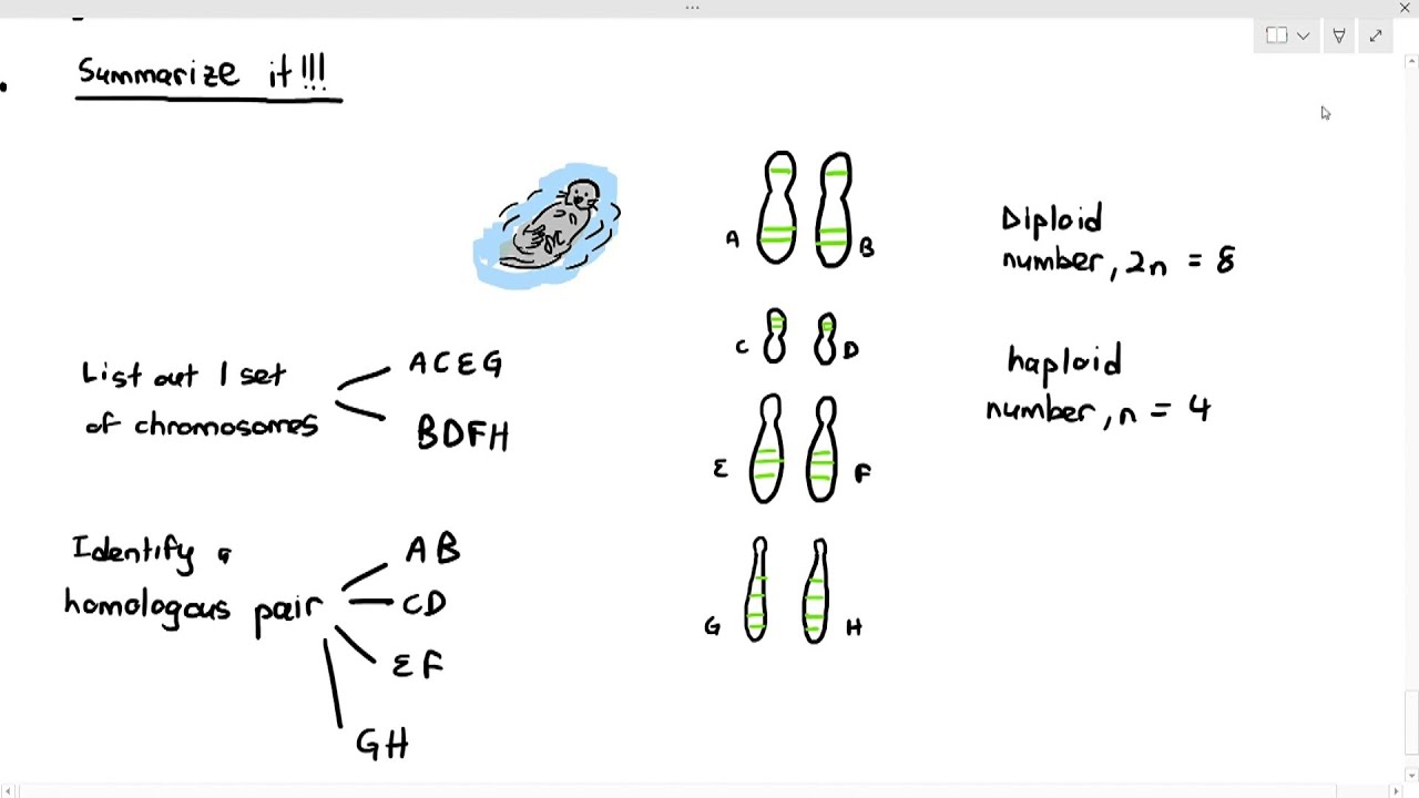 16-2 Diploid & Haploid Cells; Homologous Chromosomes (Cambridge AS A Level Biology, 9700)
