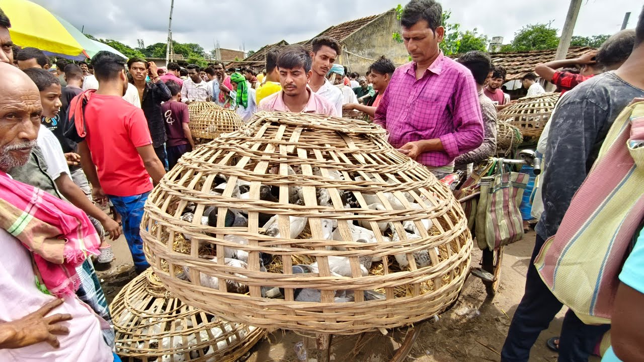 400 - দেশি গিরিবাজ কবুতর' Beldanga Hat Murshidabad | Beldanga Pigeon Market 🔥| বেলডাঙা কবুতরের হাট 🕊