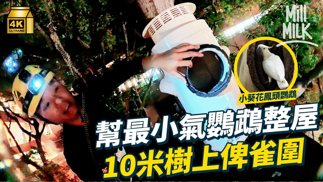 #MM｜為最小器的小葵花鳳頭鸚鵡整屋 半天吊被20隻鸚鵡圍剿是攀樹師也是洞穴探險隊成員 高空50米 探洞300米 37歲男為動物垂直式探索世界｜#700萬種生活 #4K