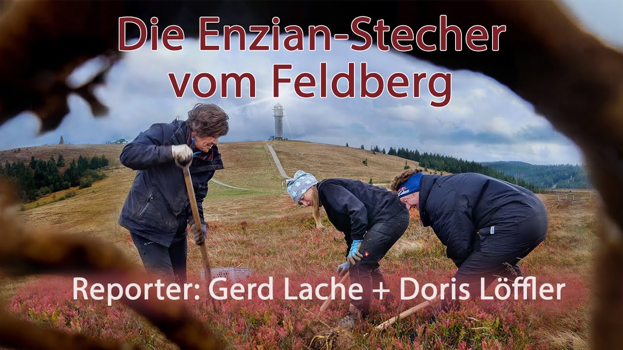 Die Enzian-Stecher vom Feldberg - Reportage