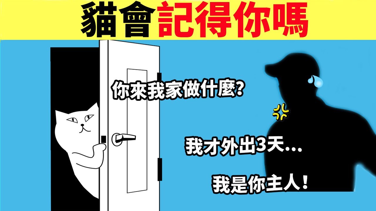 貓會記得你嗎？貓對主人的記憶有多久？