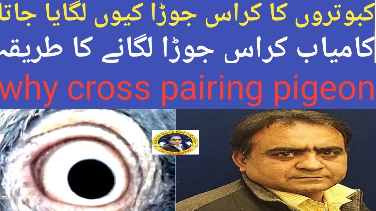 کبوتروں کا کامیاب کراس جوڑا لگانے کا طریقہ why pigeons crossing bloodline pairing important