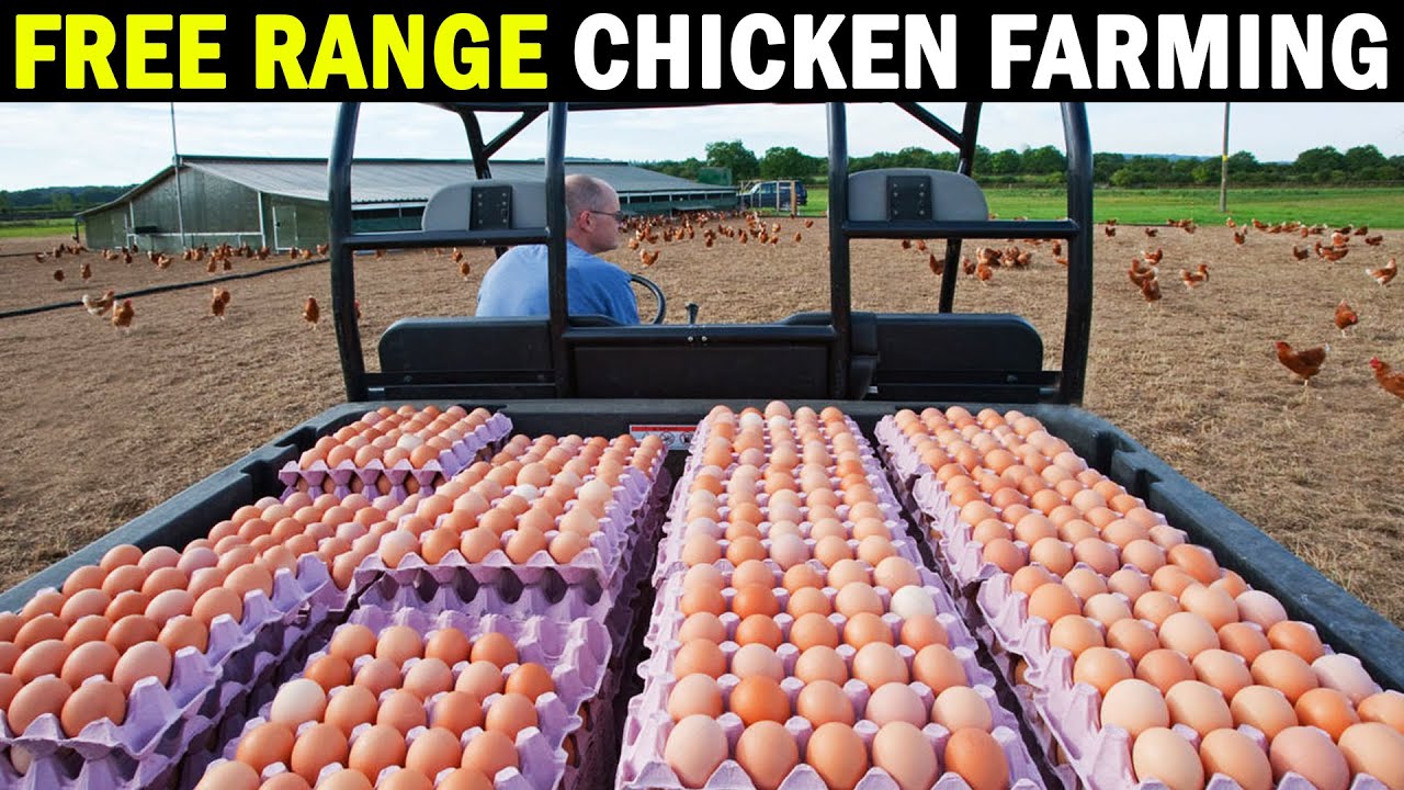 Free range Chicken Farming | Free Range Poultry Farming | Egg Farm
