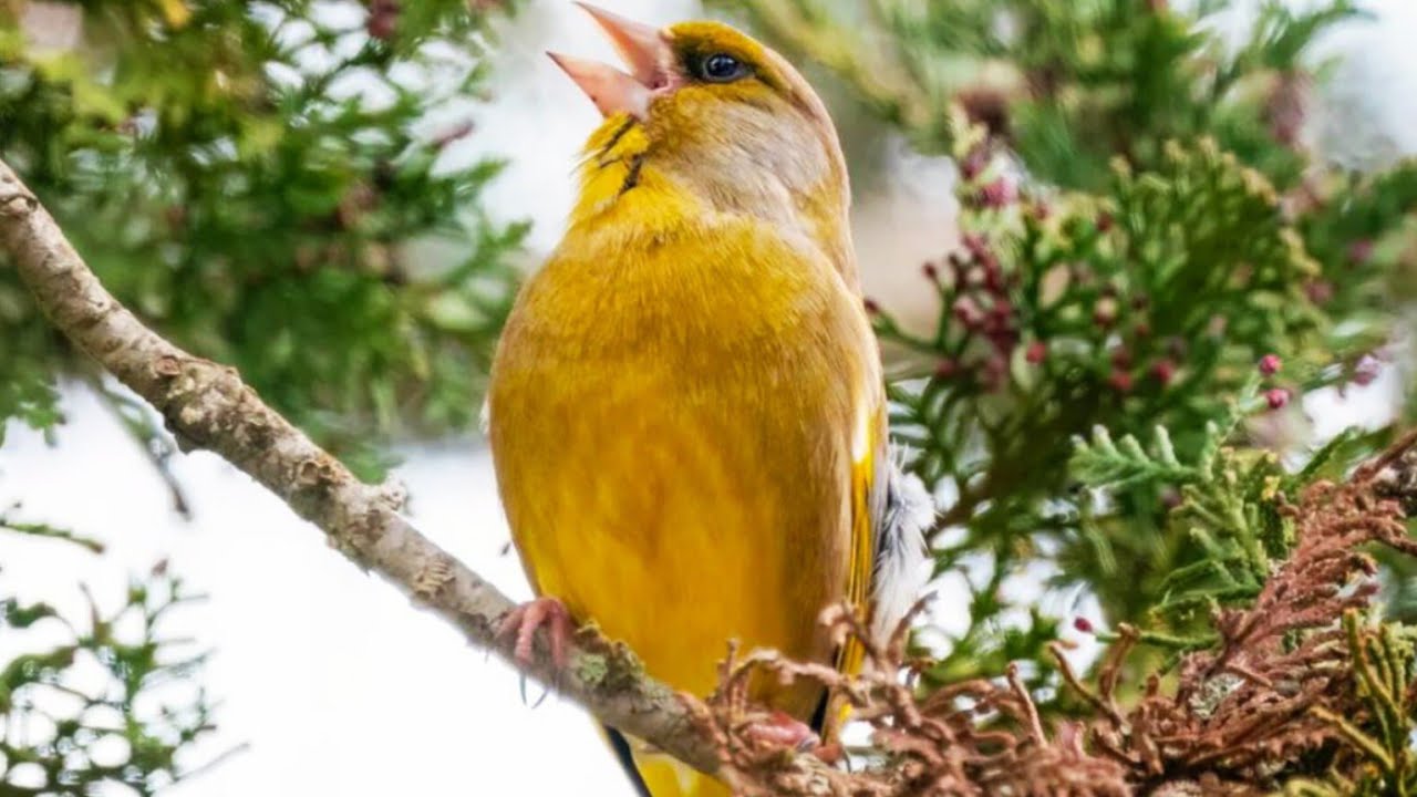Educar verderón canto. Chloris chloris singing