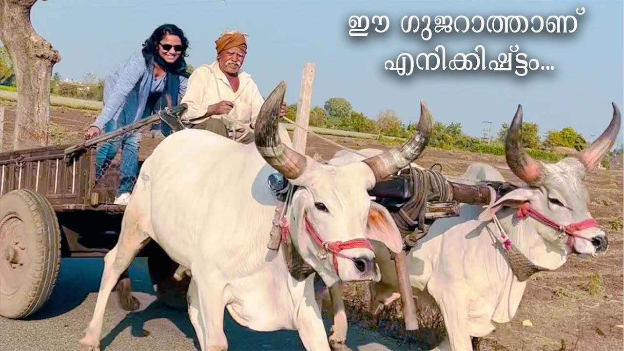 Gujarat - Natural Farming | ഈ ഗുജറാത്താണ് എനിക്കിഷ്ട്ടം | Farmers of Gujarat | Vlog | Safnas Records
