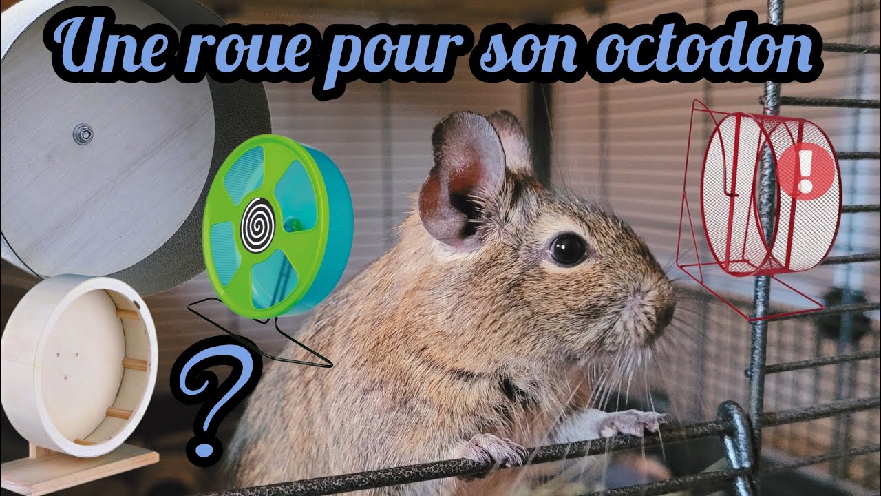 Une roue pour son octodon + Tuto fabrication