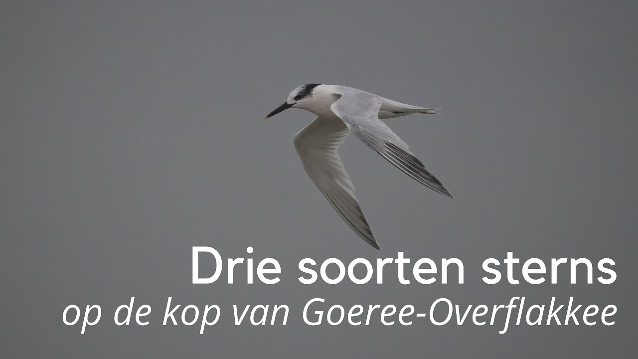 Drie soorten sterns op de kop van Goeree-Overflakkee #1351
