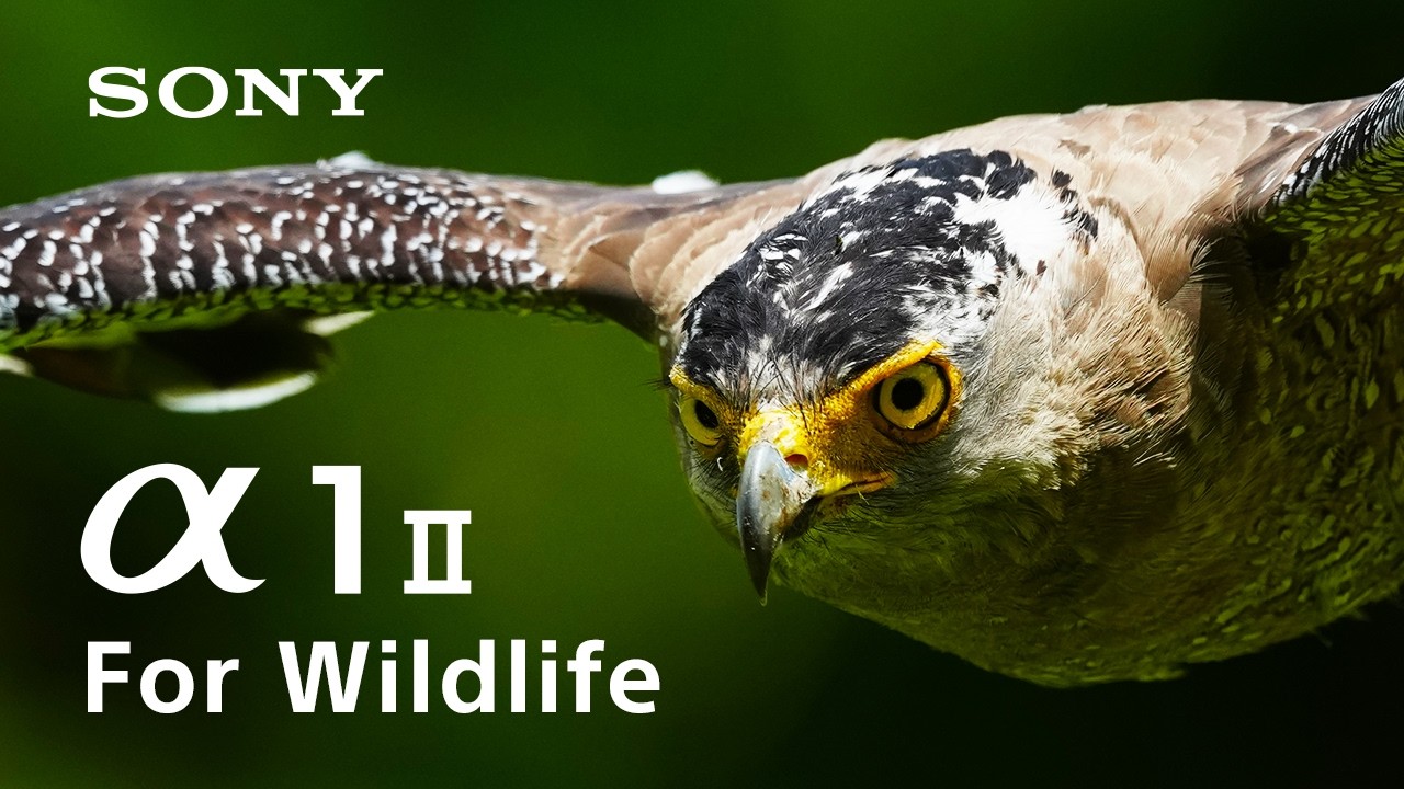 Wildlife. Redefined by &alpha;1 II | Unrivaled Precision in Motion | Sony | &alpha;