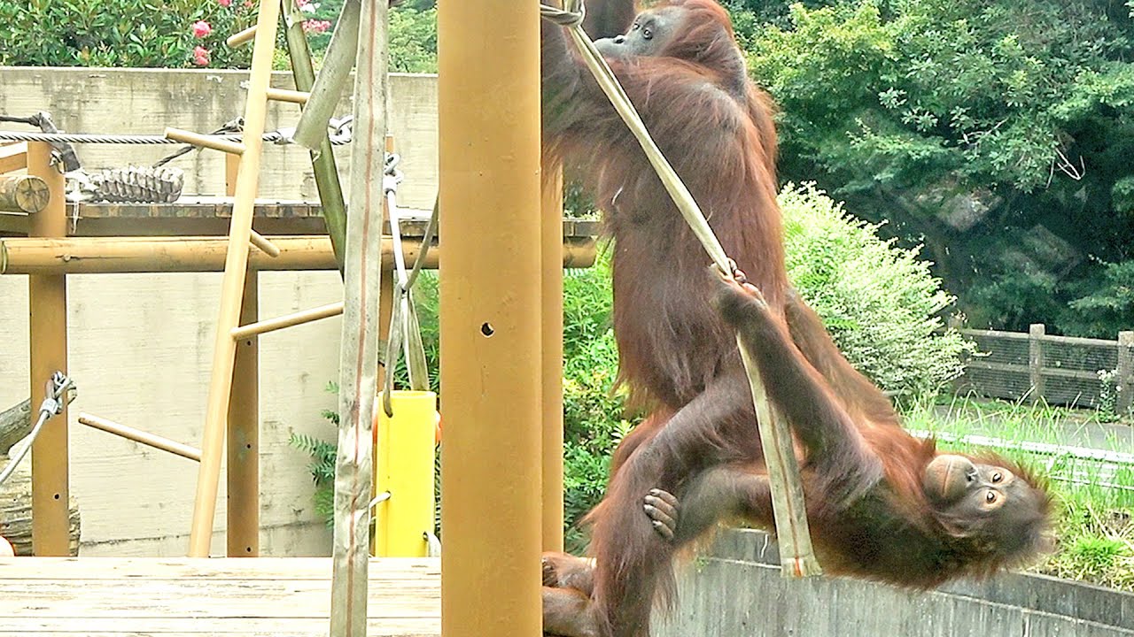 チャッピー母さん52とアクロバットホッピー♂4・オランウータン 2025/08/09