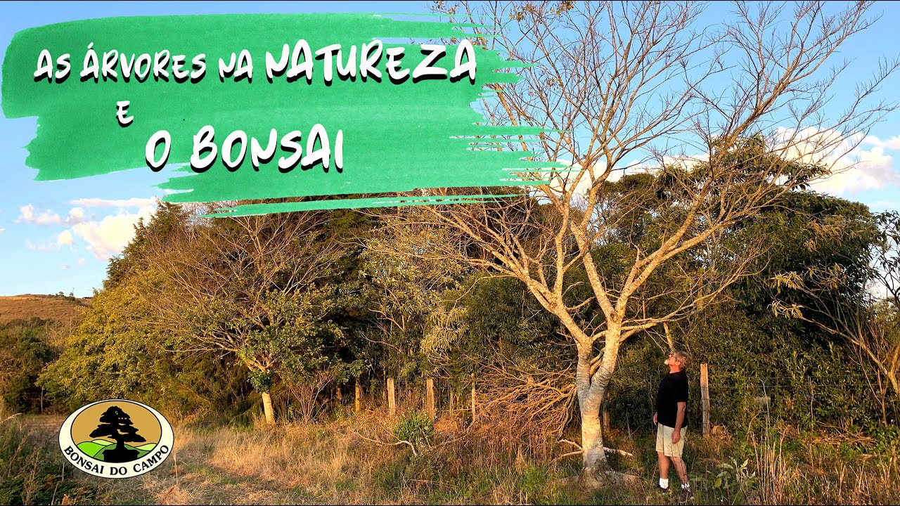 AS &Aacute;RVORES NA NATUREZA E O BONSAI