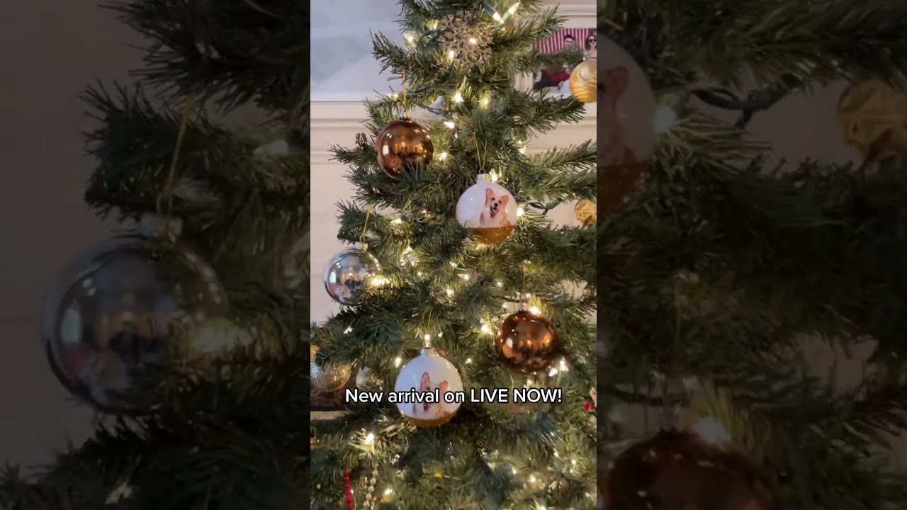 Live now: festive pet fun! #petproduct #petorama #smallbusiness