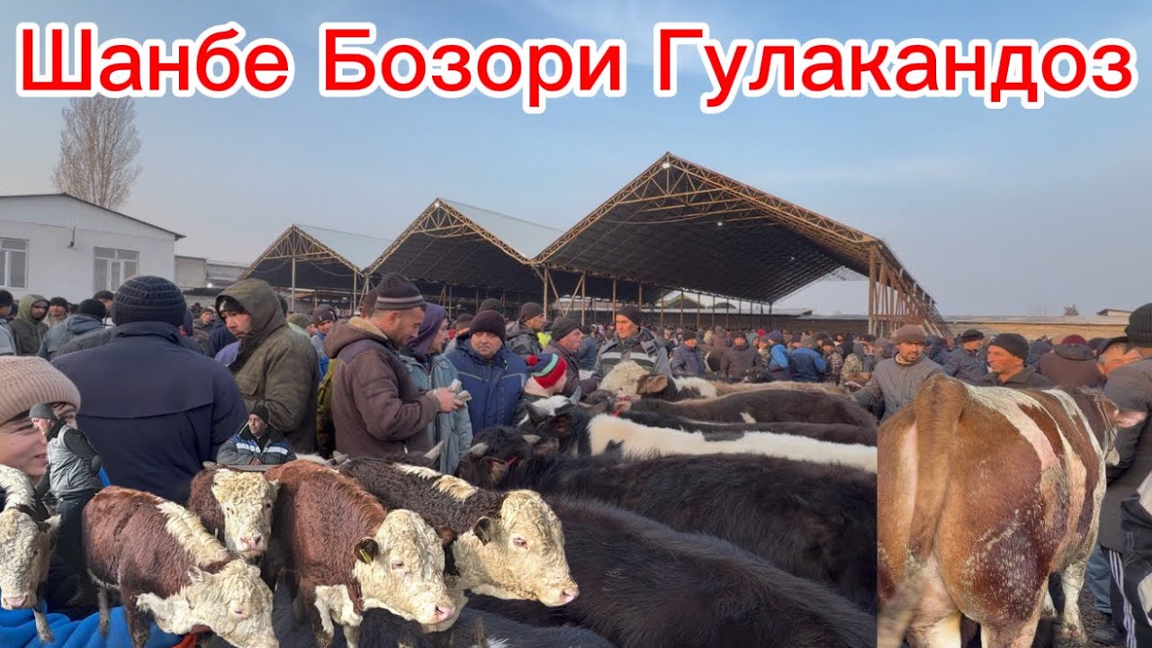 Шанбе Бозори Гулакандоз 14-март имруза нарху навои Букачахои майда ва калон,моли оча бачахо