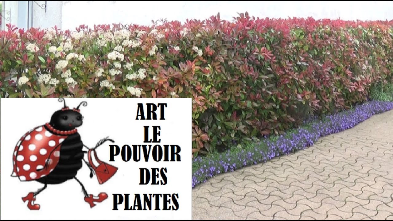 Conseils jardinage: Photinia :Taille et entretien: Plante vivace