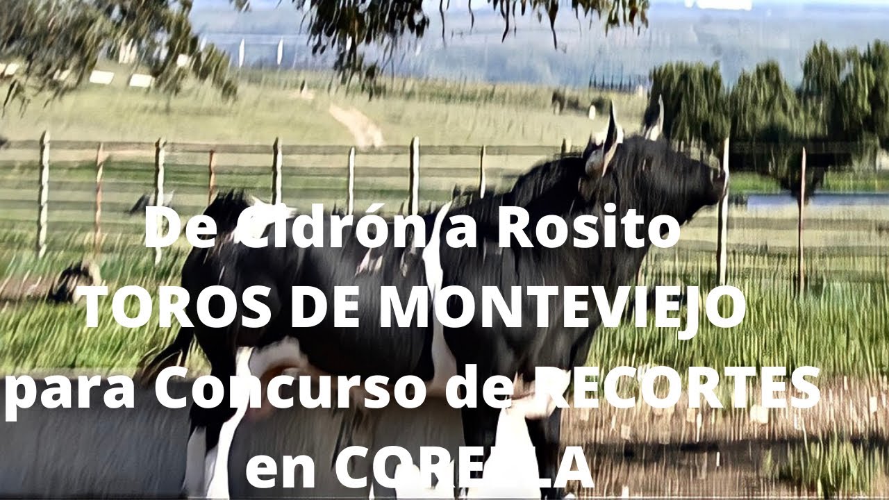 De Cidron a Rosito TOROS DE LIDIA de MONTEVIEJO para Los 16 Mejores Concurso RECORTES en CORELLA