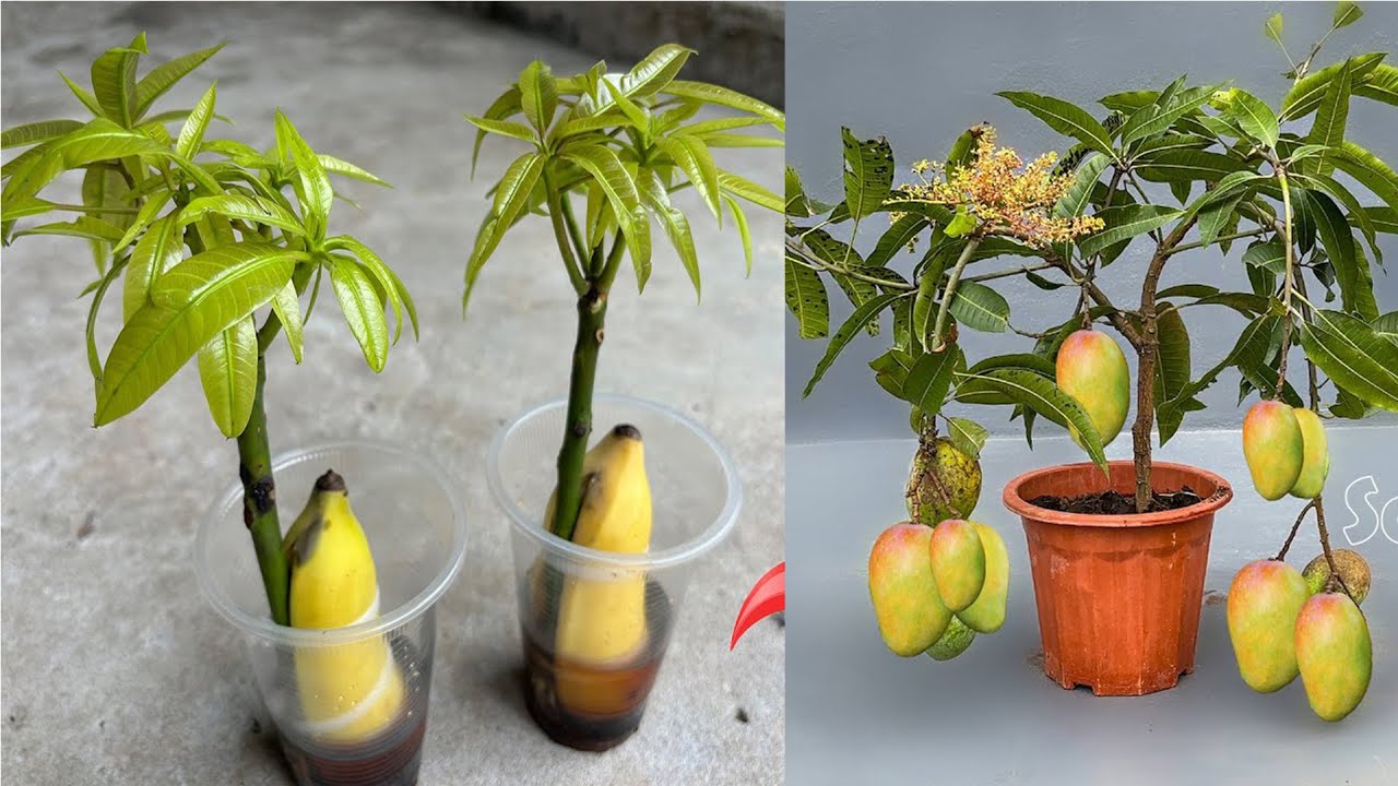 just banana after 5 days grow like crazy; simple mango propagation technique no cost
