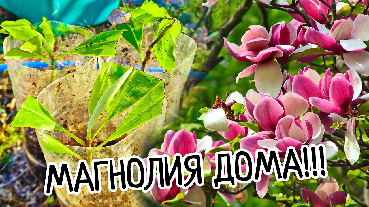 Магнолия ДОМА!!! Как укоренить и размножить прекрасное дерево! Условия выращивания, посадка и уход!