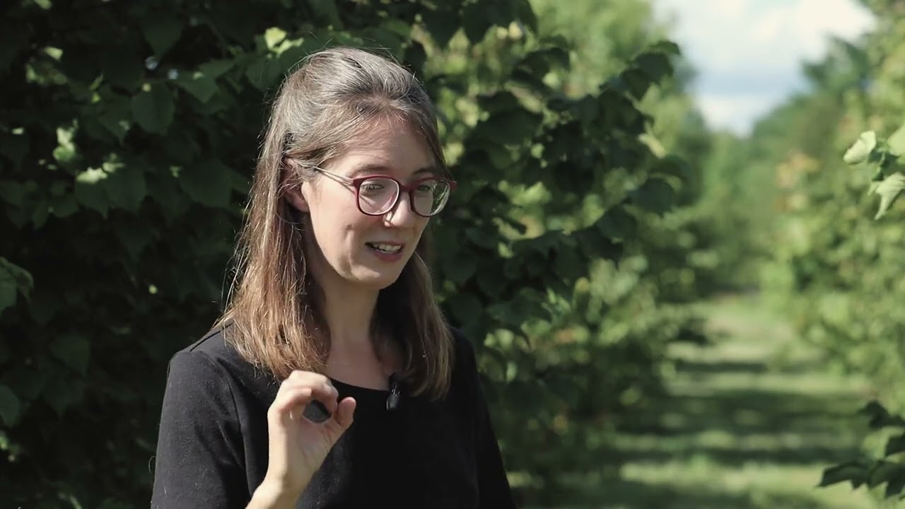 Innover avec les produits forestiers non ligneux (PFNL) _ Le noisetier