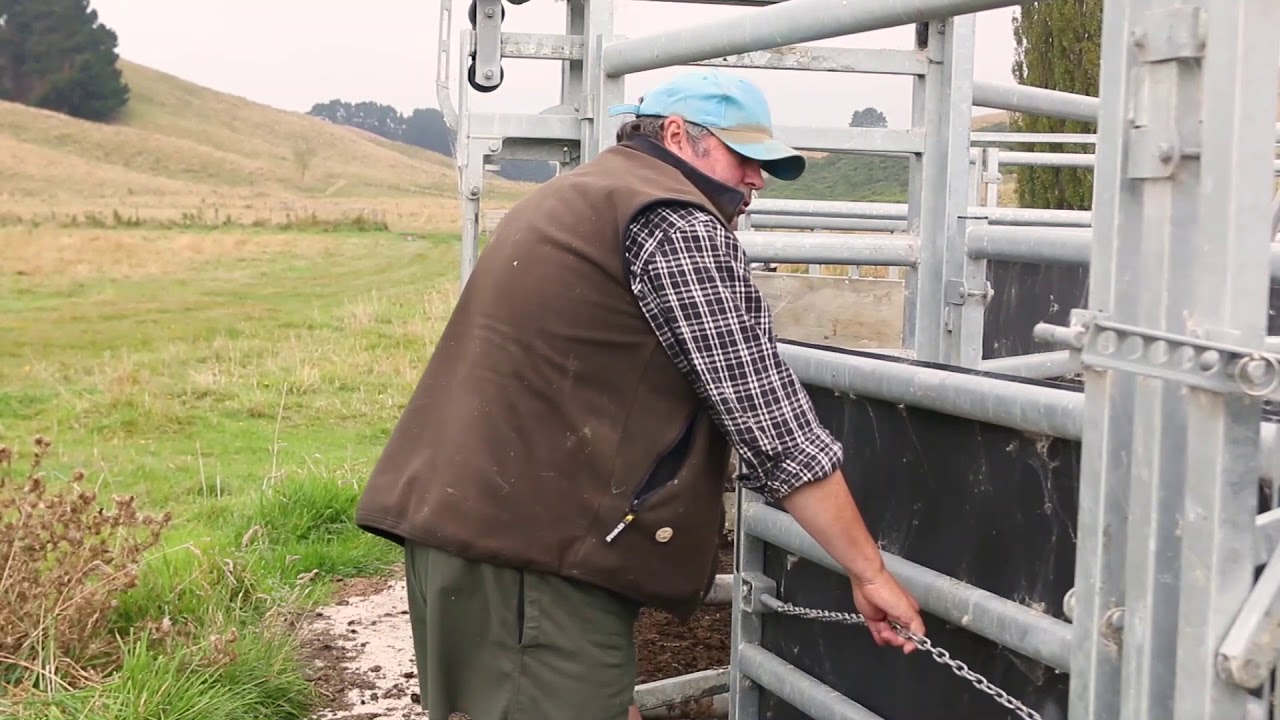 The Te Pari Calf Reducers in a Cattle Lead-up Race