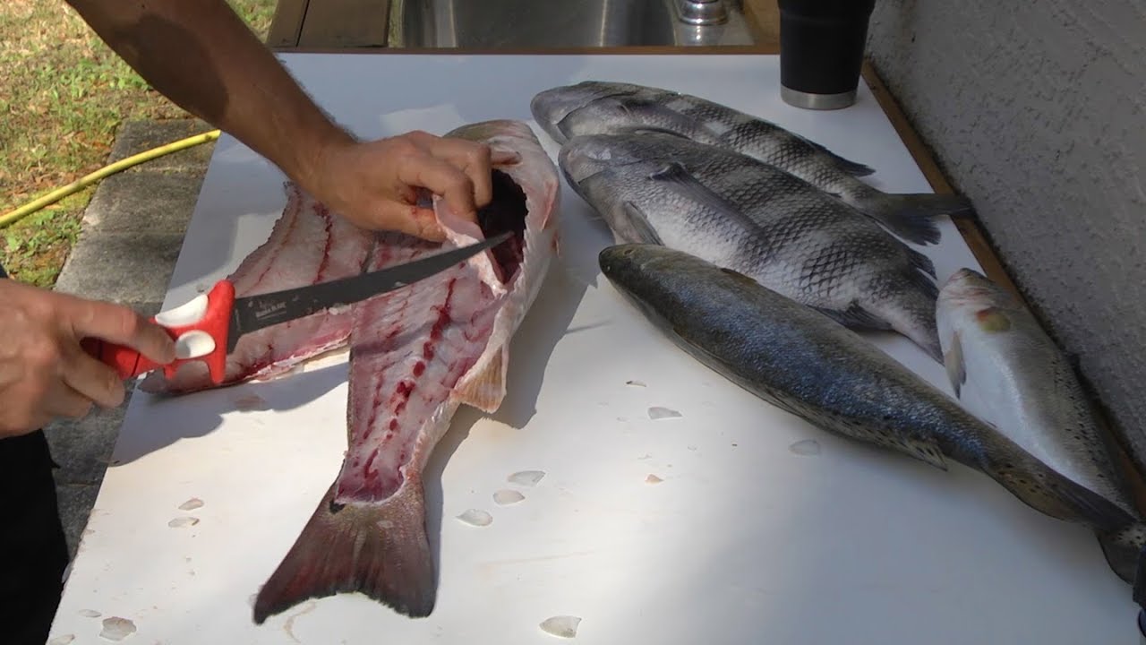 How to fillet redfish, trout and sheepshead