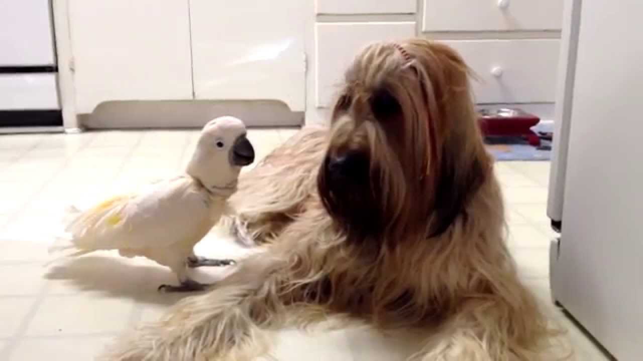 Meet Chou Chou Briard and Brandy the Barking Bird!