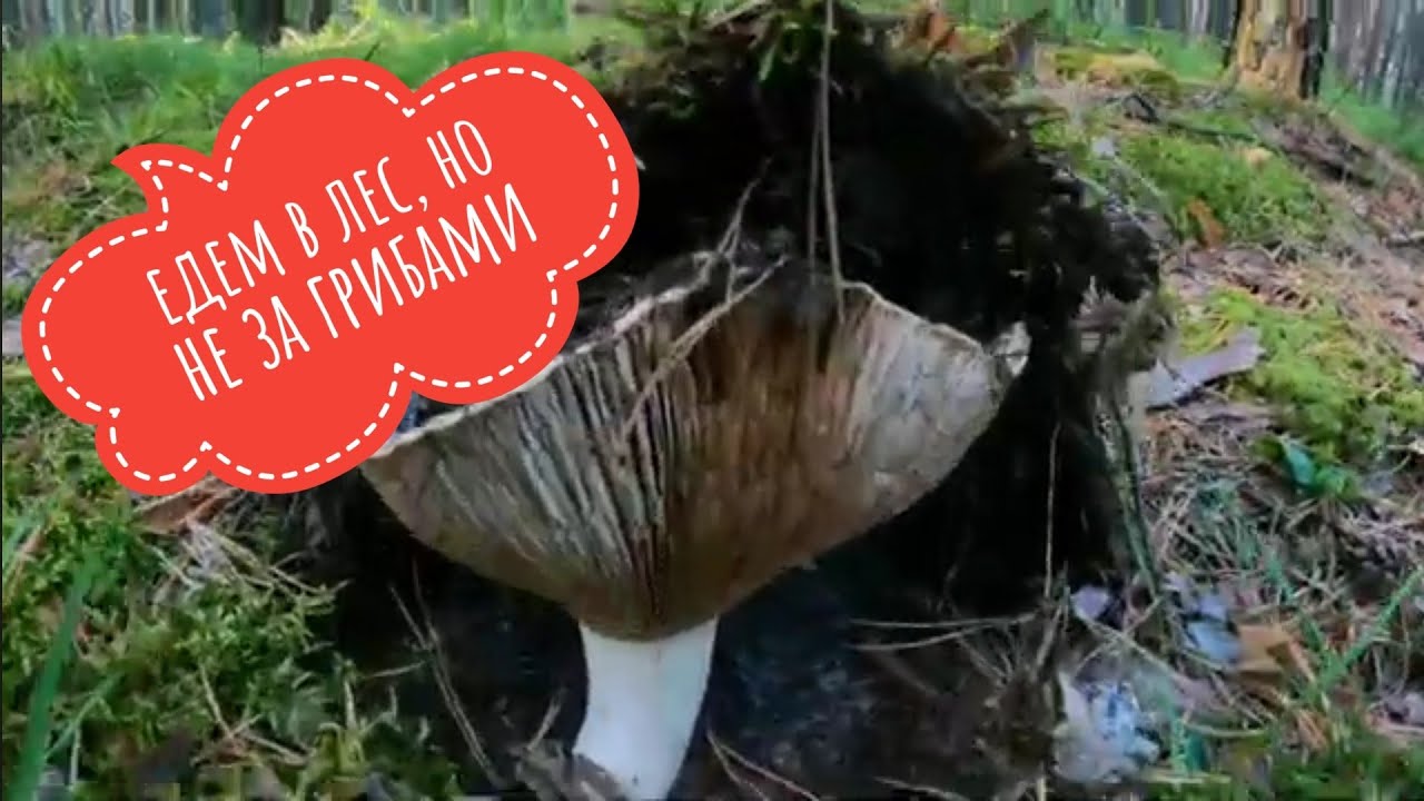 Едем в лес, но не за грибами 
