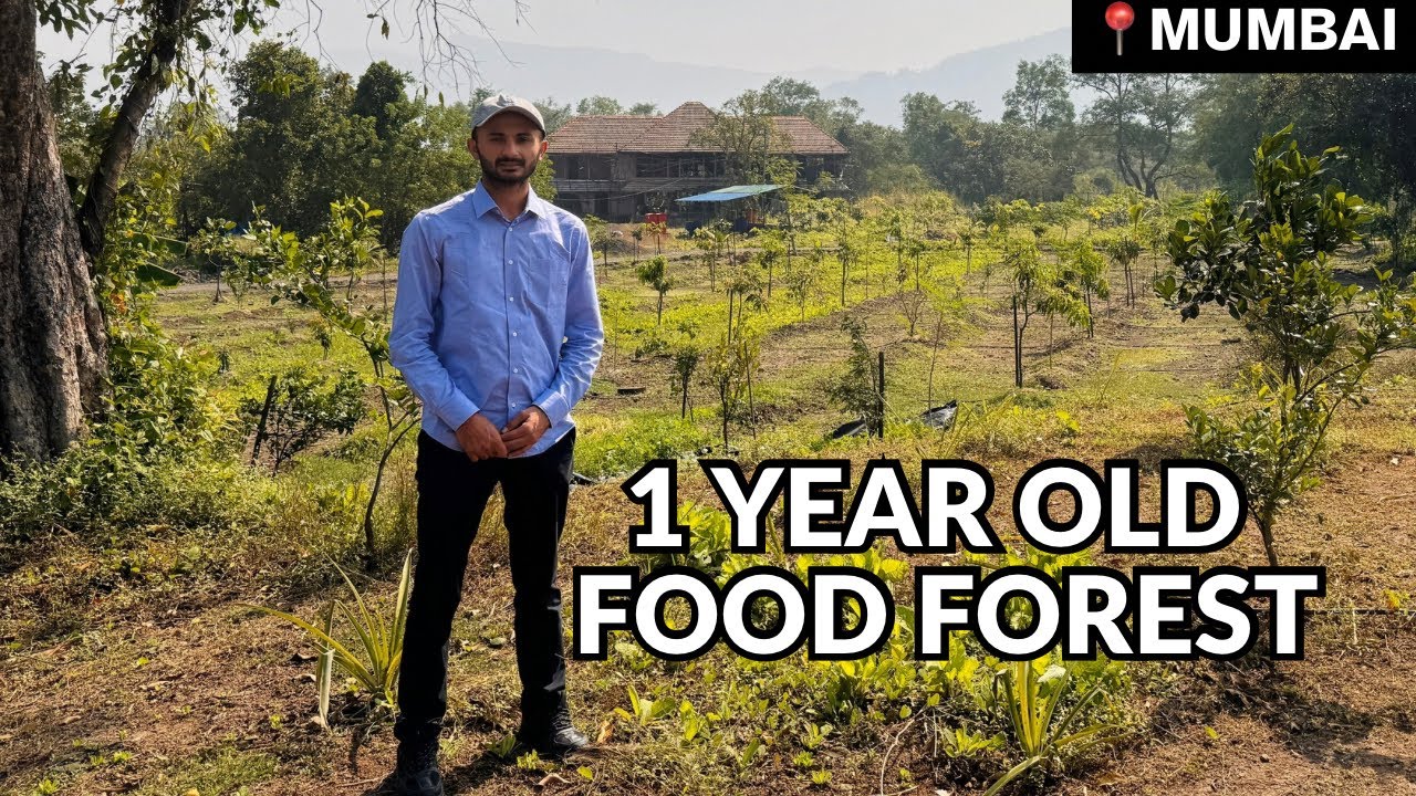 Food Forest & Avacado Journey in Mumbai : 1 year transformation by Bhoomi Natural 