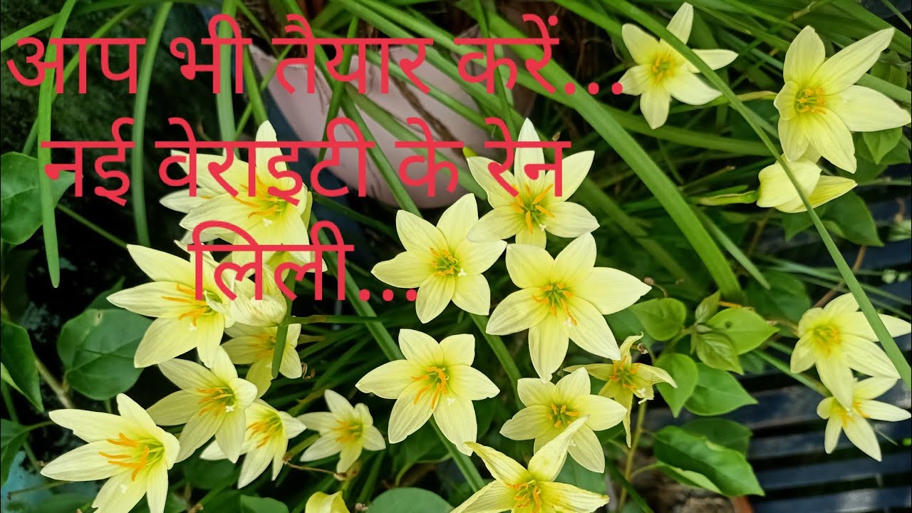 Rainlily... pollination to germination... 😊🥰🌸🌱💐