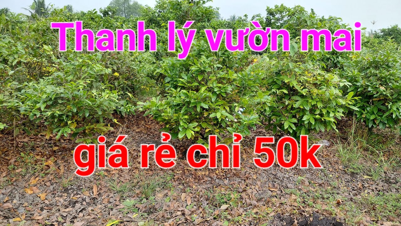 ☎️0978228213💗thanh lý vườn giá rẻ chỉ 50k/cây, vườn ở Bến Lức, Long An cũ xem lựa cây alo e liền👍🏻😊😘