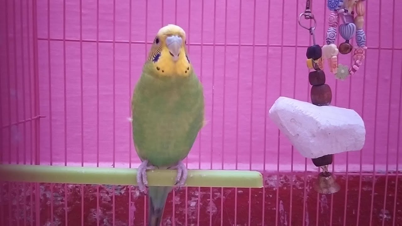 budgie angry sound