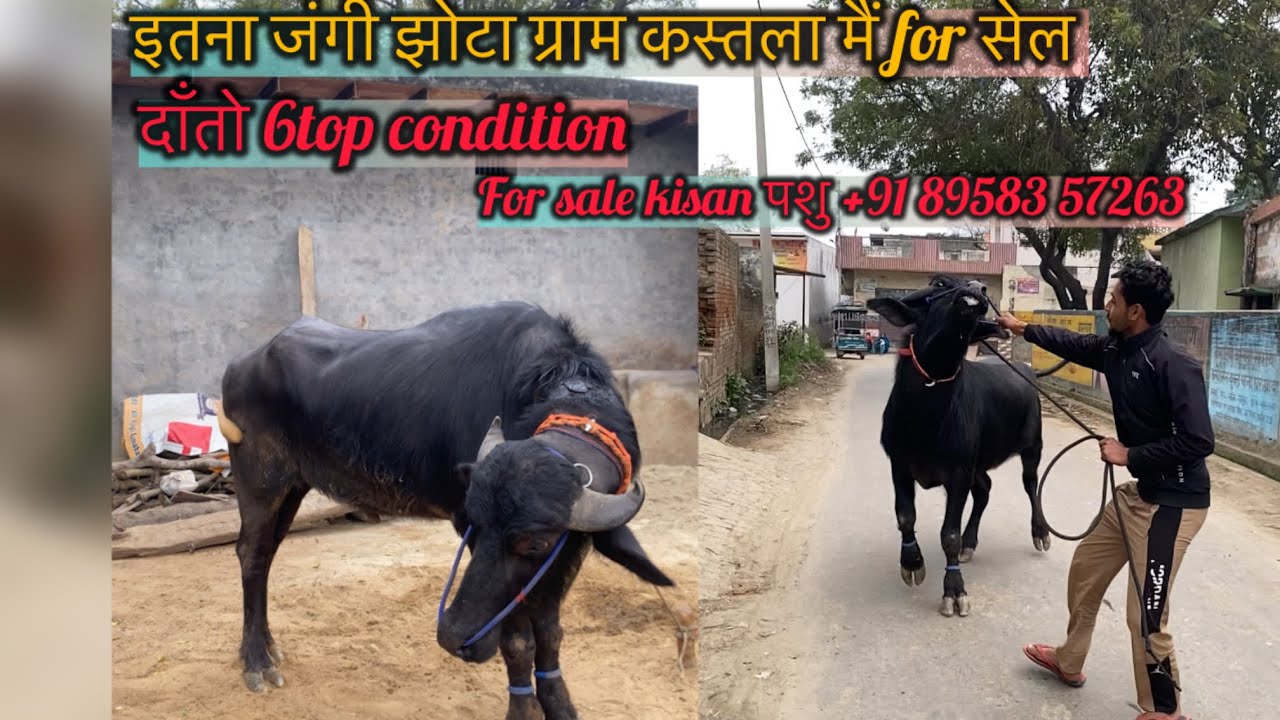 इतना जंगी झोटा ग्राम कस्तला 🔥मैं for सेल दाँतो 6top condition For sale kisan पशु 📲+91 89583 57263