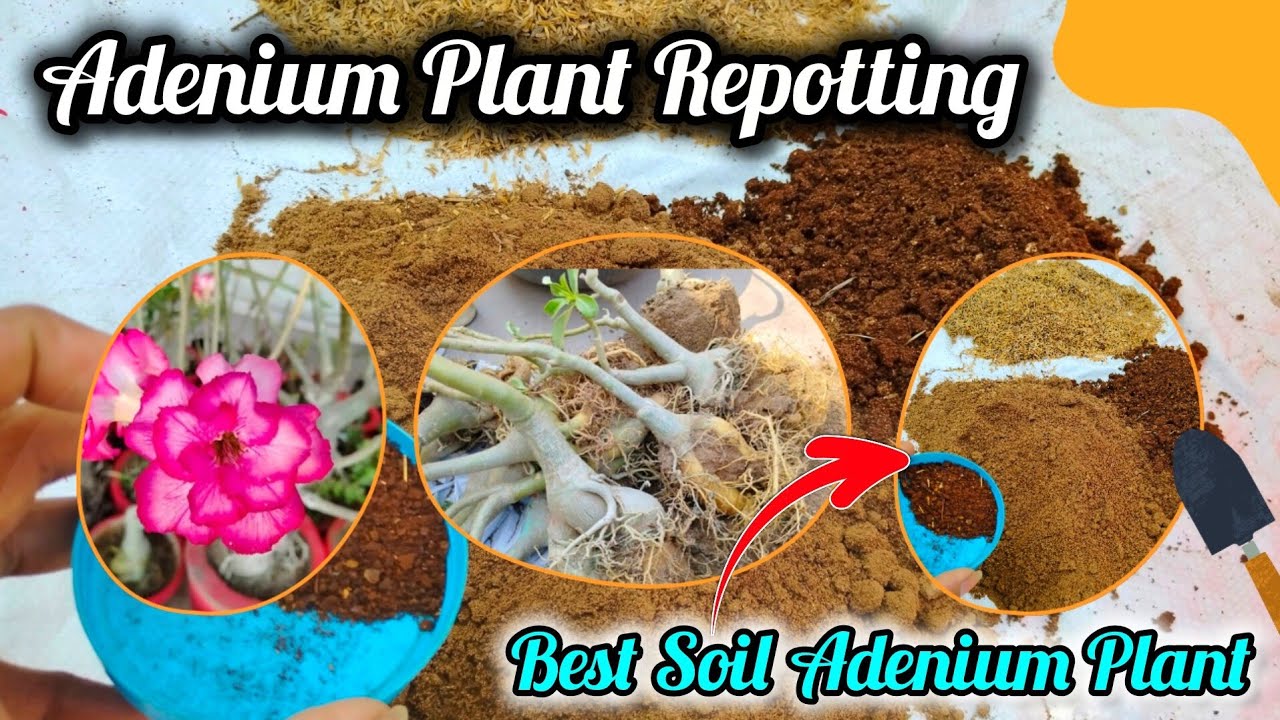 मार्च महीने में Adenium पौधे की Repoting इस तरह तैयार करे मिट्टी / Adenium Plant Repotting Best Soil