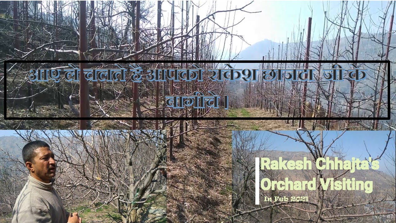 Apple Orchard Visiting of Rakesh Chhajta/ आए ले चलते है आपको राकेश छाजटा जी के बागीचे।