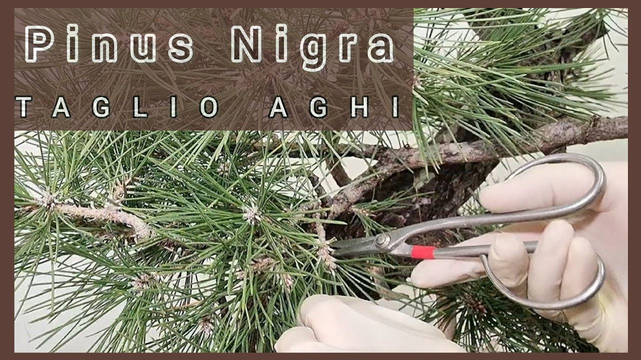Preparazione alla demo bonsai: pulizia aghi del pino nero