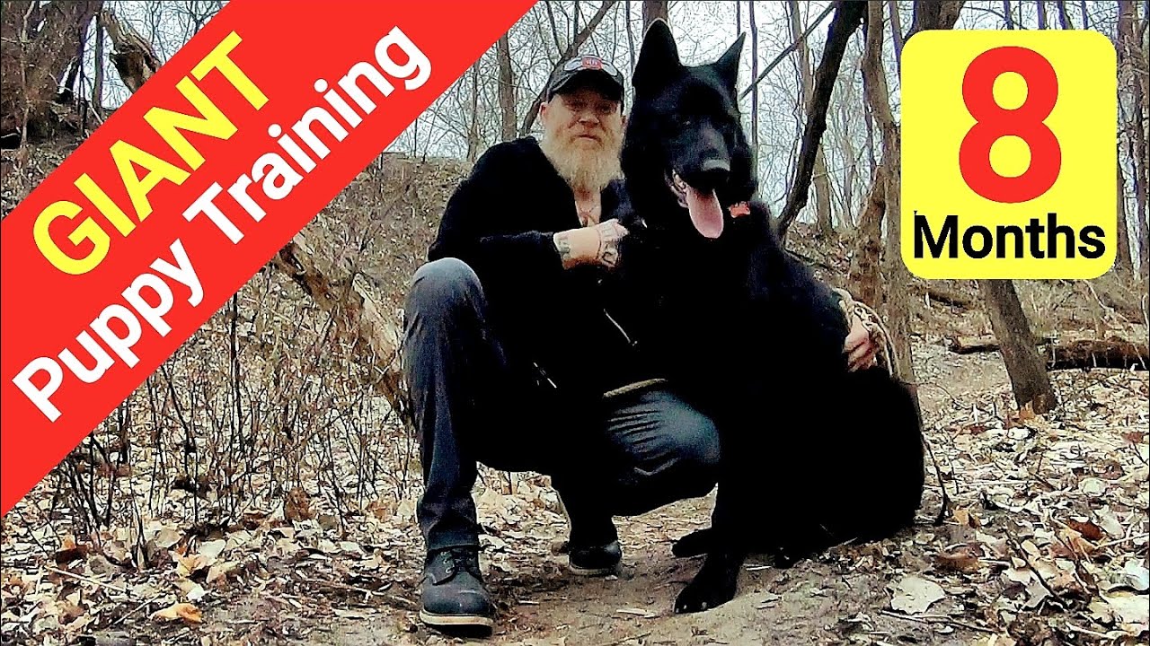 GIANT Lycan Shepherd Puppy Off Leash Training