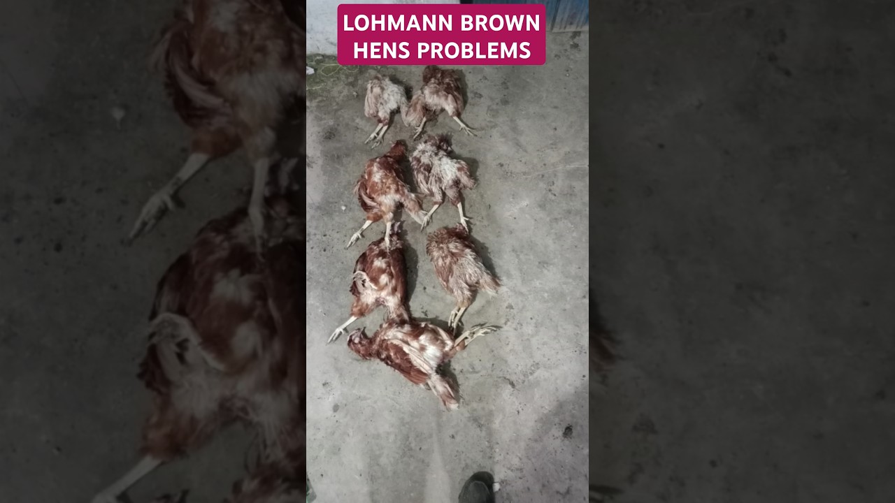 Why are Lohmann Brown Hens Dy!ng? Problems in Lohmann Brown Hens #chicken #ruralpoultry #farming