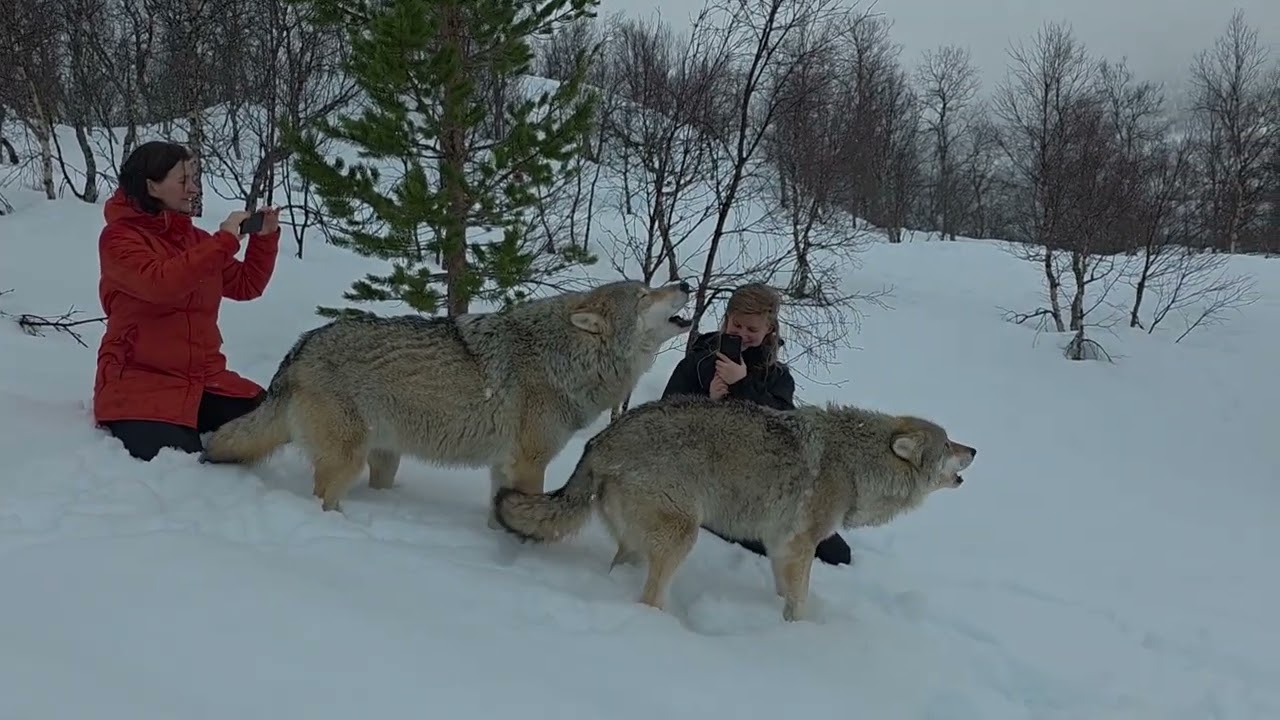 Wolves howling at Polar park!