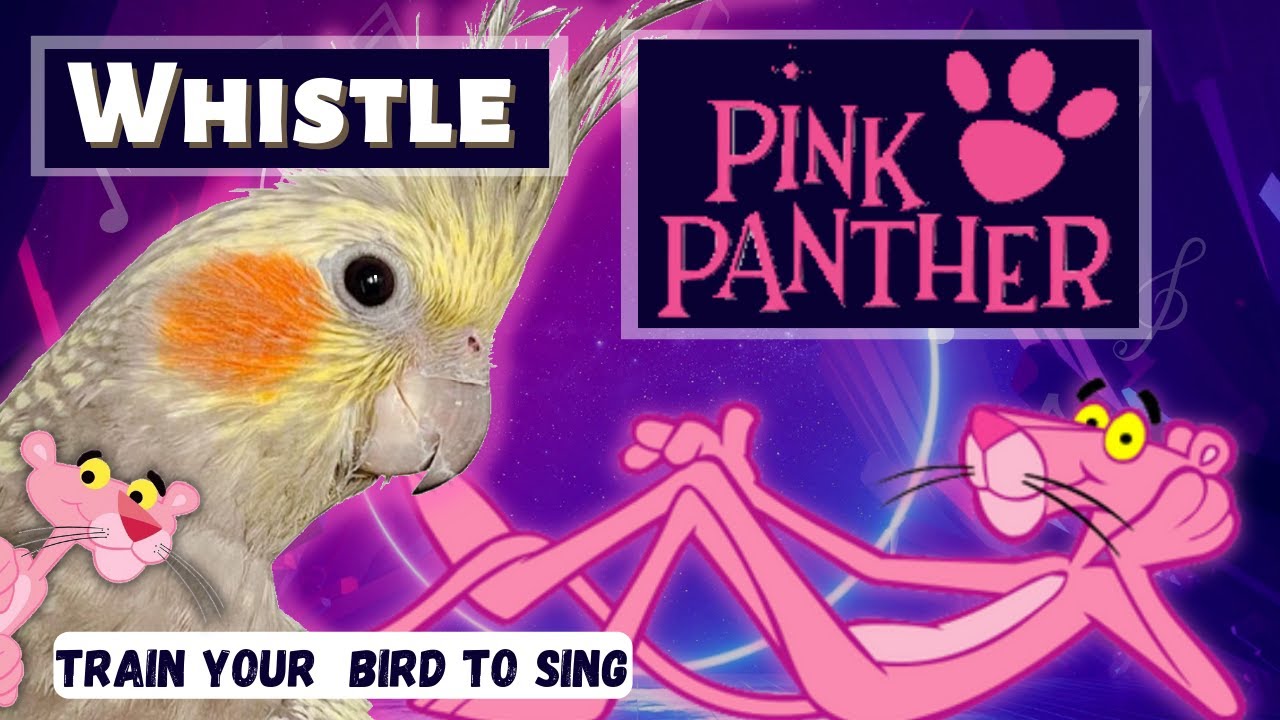 Whistle - PINK PANTHER - Training Video for Cockatiels and Birds