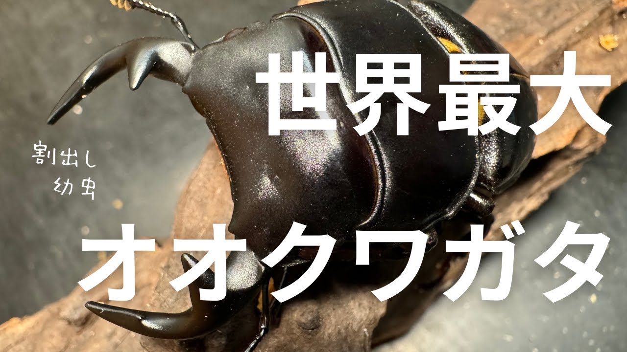 グランディスオオクワガタ3ヶ月放置した産卵セット割出し