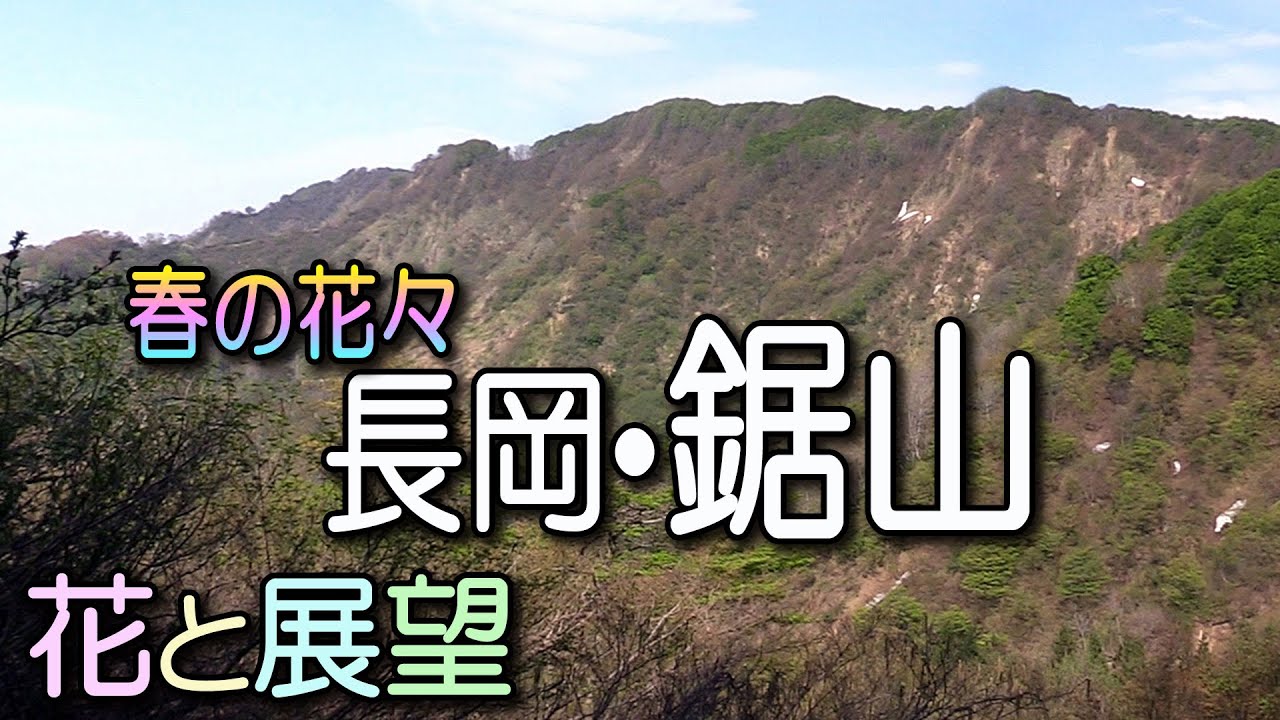 鋸山。長岡市民憩いの山。春の花々と大展望。花と展望