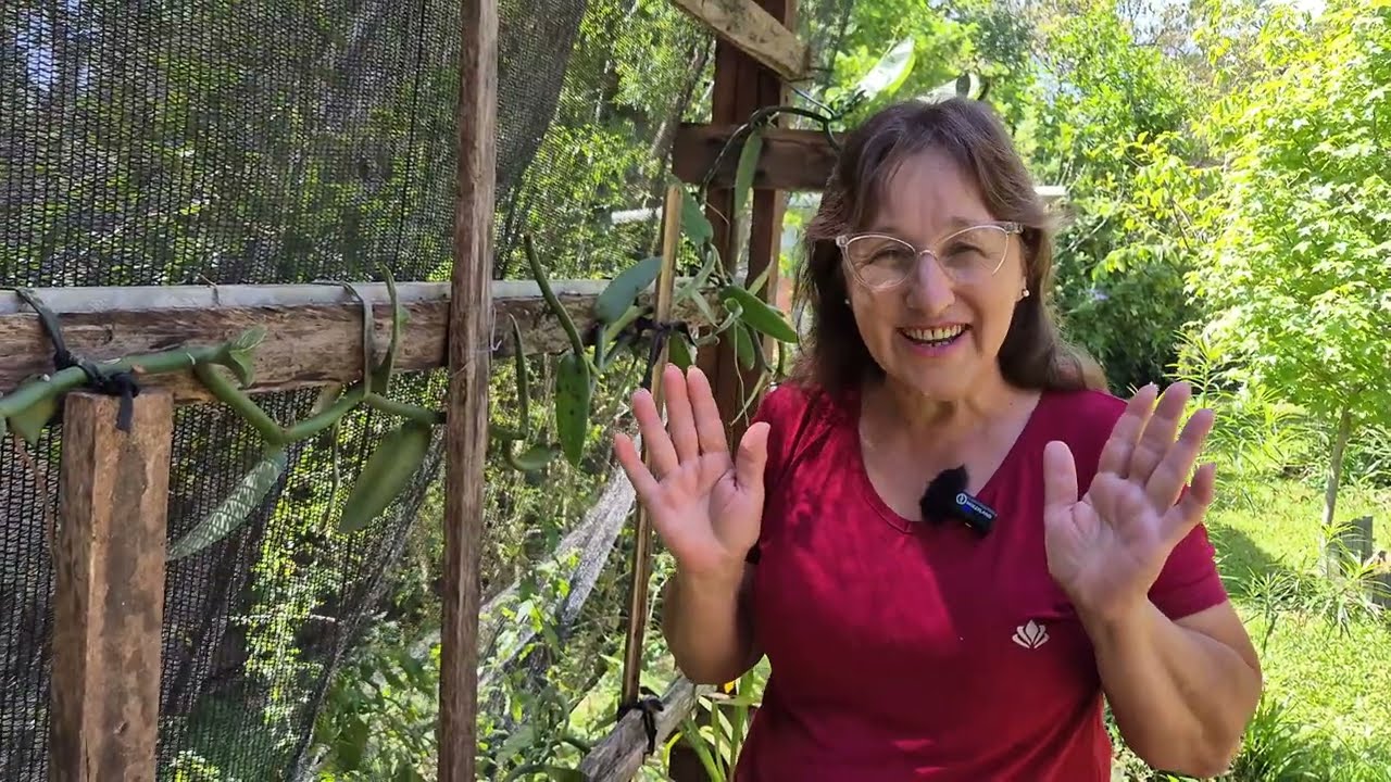 NOSSA ORQUÍDEA BAUNILHA ESTÁ FLORESCENDO!!!