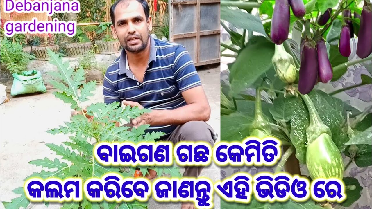 ବାଇଗଣ ଗଛ କେମିତି ଗ୍ରାଫ୍ଟିଂ କରାଯାଏ ଜାଣନ୍ତୁ ଏହି ଭିଡିଓ ରେ। How to graft brinjal plant #grafting #brinjal