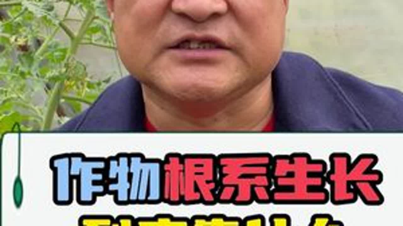 作物根系生长到底靠什么？ #生根 #生根壮苗 #土壤改良 #种植小技巧 #农业