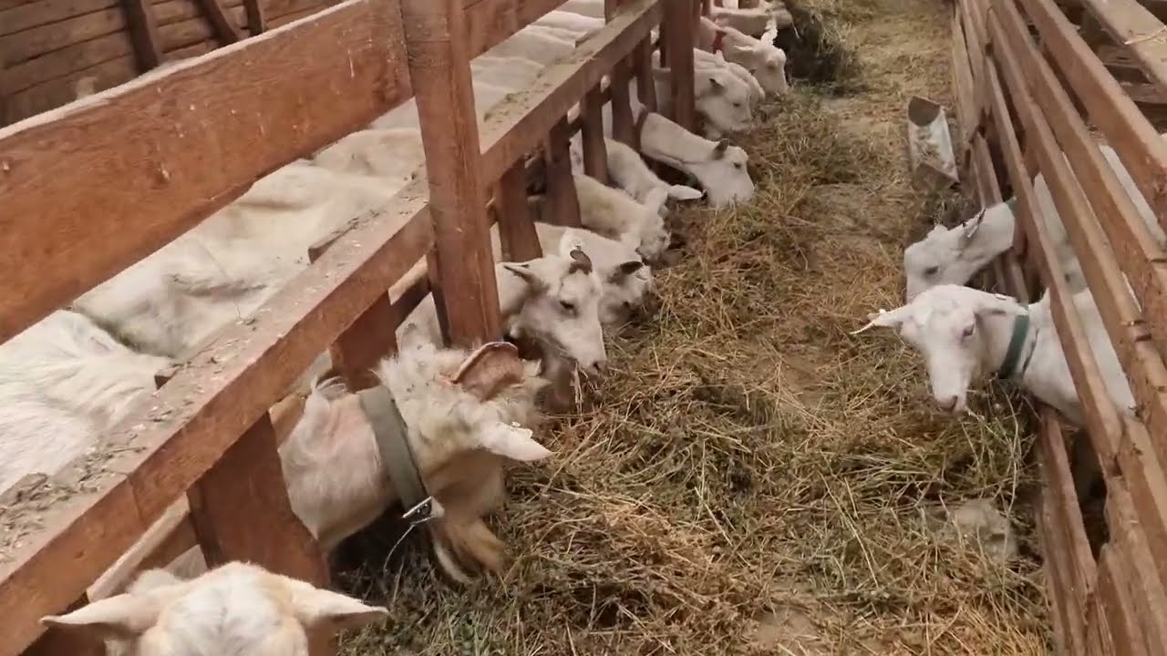 Limităm pierderile din hrana caprelor !