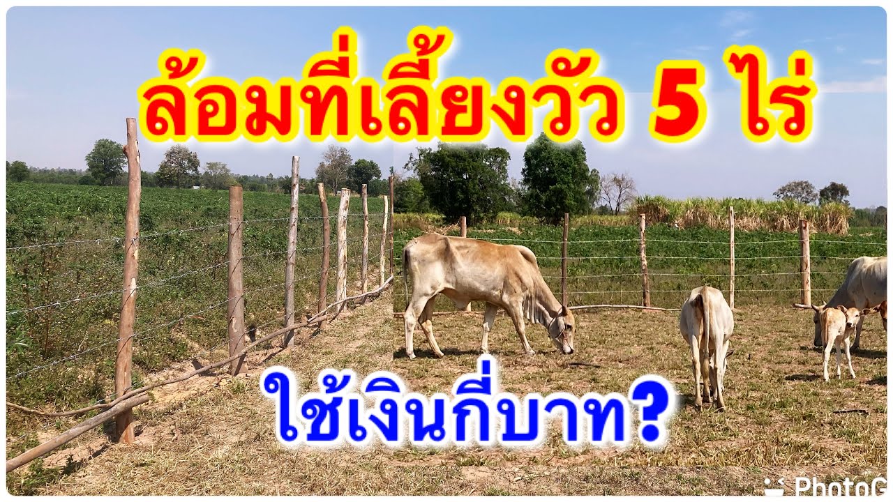 ล้อมที่เลี้ยงวัว 5 ไร่ ใช้เงินกี่บาท