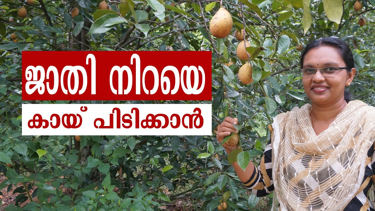 ജാതി നന്നായി കായ്ക്കാൻ