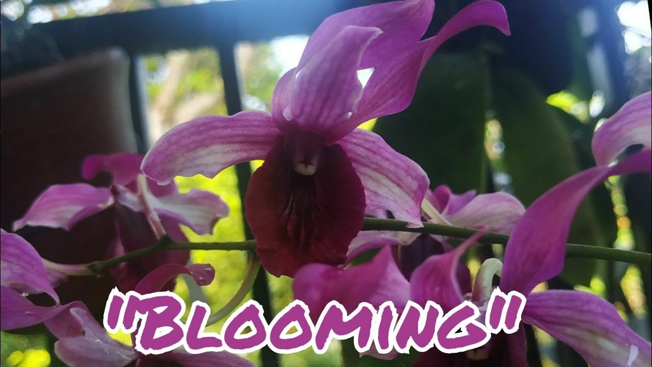 Dendrobium yang sedang mekar di rumah kami...