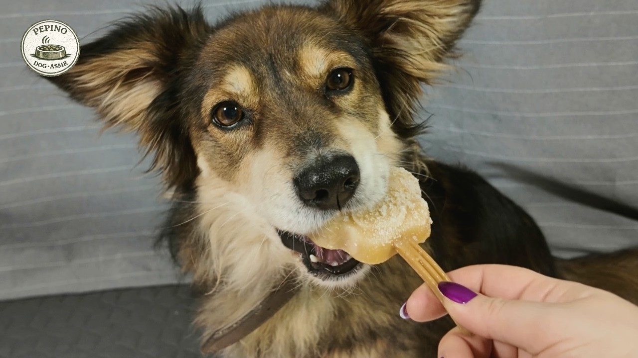Pepino Tries Homemade Ice Pops | Curious Dog ASMR