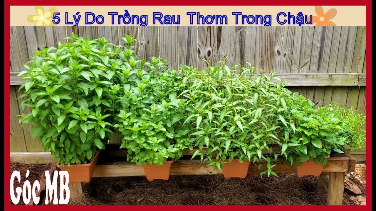 Поделитесь, как выращивать травы в горшках, чтобы они хорошо росли