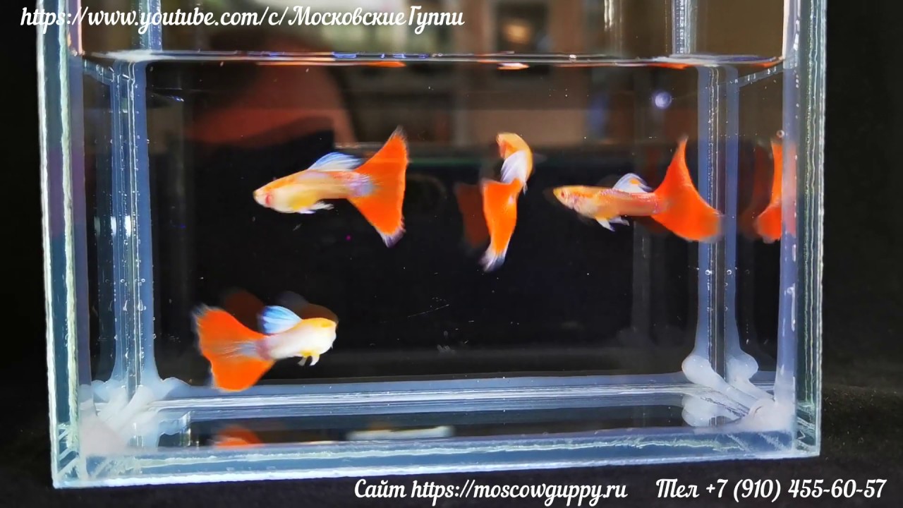 GUPPY SKY BLUE и RED ALBINO