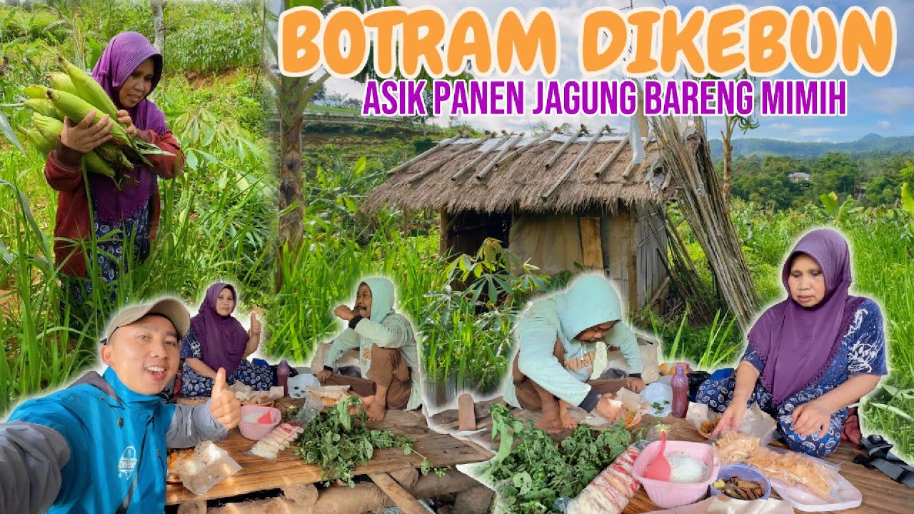 NIKMAT DAN ASYIK, BOTRAM DIKEBUN SAMBIL PANEN JAGUNG HUMA
